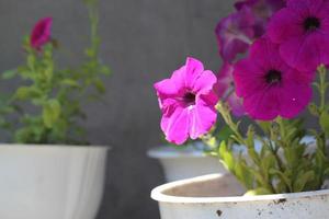 blooming pitunias flowers in the garden photo