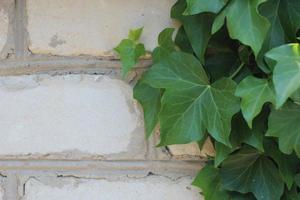 weaving lianas ivy plants, creeping branches of wild grapes photo