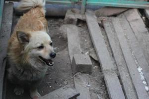 goleta de perro rojo sin hogar en la ruina de un primer plano de retrato de casa foto