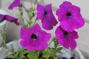 blooming pitunias flowers in the garden photo