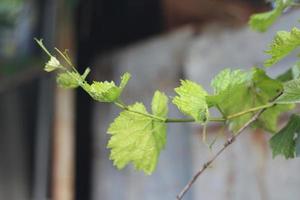 branches of green grapes and green vines photo