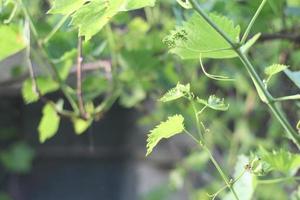 branches of green grapes and green vines photo