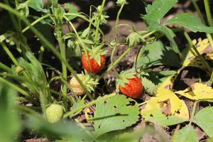 fresas maduras en el campo, fresas silvestres en el prado del jardín, cosecha foto