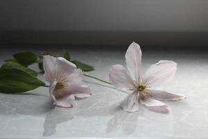 flowers of blooming white clematis macro, light floral background photo