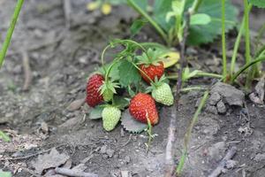 ripe strawberries in the field, wild strawberries in the meadow in the garden, harvesting photo