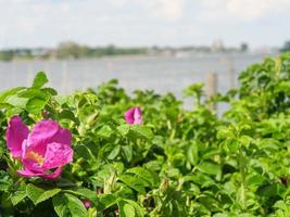 la pequeña ciudad de arnis en el río schlei foto