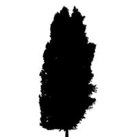 Black and White Silhouette of Deciduous Tree, whose branches develop in the wind. Vector Illustration.