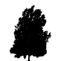 Black and White Silhouette of Deciduous Tree, whose branches develop in the wind. Vector Illustration.