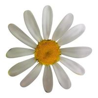 Colorful naturalistic beautiful chamomile on White Background. Vector Illustration.