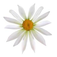 Colorful naturalistic beautiful chamomile on White Background. Vector Illustration.