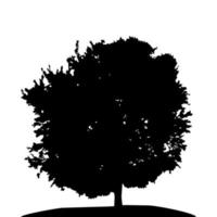 Black and White Silhouette of Deciduous Tree, whose branches develop in the wind. Vector Illustration.