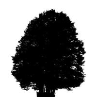 Black and White Silhouette of Deciduous Tree, whose branches develop in the wind. Vector Illustration.