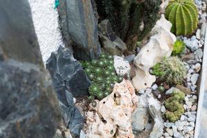 Cacti and desert plants used for decoration photo