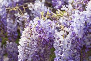 Spring flowering during the month of April on the Catalan coast, Spain. photo