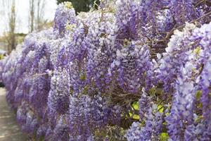 Spring blooming, flowers and leaves of different colors. photo