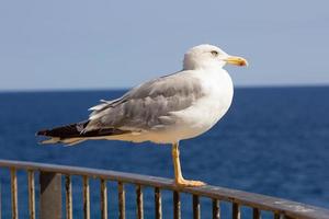 Seagull, seabird, flying and relaxed, soaring through the skies photo