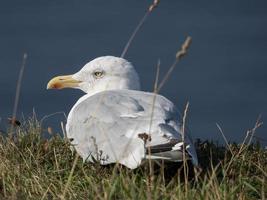 the island of Helgoland photo