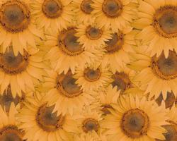 sunflower pile background, Helianthus annuus photo