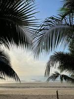 hermosas hojas de palma de coco en el fondo de la vista de la playa foto