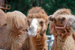 Photo of 2 happy camel heads smiling