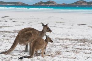 canguro gris occidental, parque nacional cap le grand, australia occidental foto
