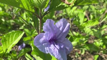 paarse rozen in de tuin video