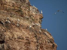 the island of Helgoland photo