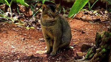 Beautiful cute cat with green eyes in tropical jungle Mexico. video