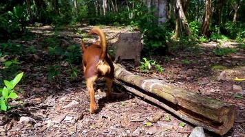 Mexican brown russian toy terrier dog in Tulum Mexico. video
