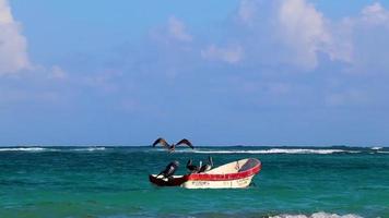 olas barcos pelicanos costa caribe y playa panorama tulum mexico. video