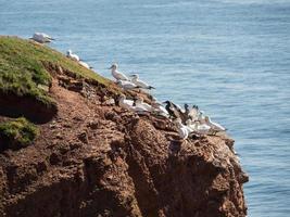 Helgoland island in germany photo