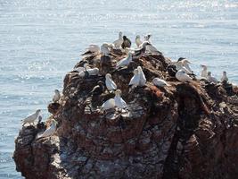 Helgoland island in germany photo