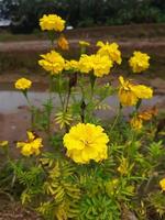 Yellow marigold flowers photo