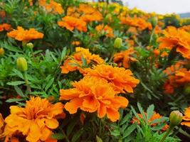 The marigold flowers photo