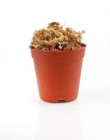 Pot of sphagnum moss photo