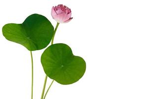 flor de loto aislado en blanco foto