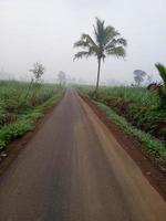 Scenic road view and fog morning photo