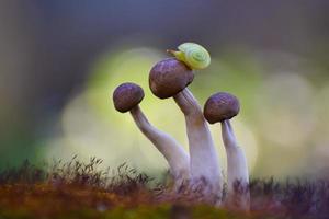 Green snail on mushroom photo