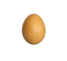 egg on isolated background Clipping path photo