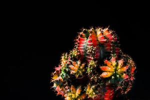 close up cactus on black background photo