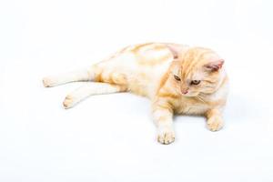gato americano de pelo corto sobre fondo blanco foto