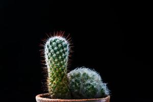 close up cactus on black background photo
