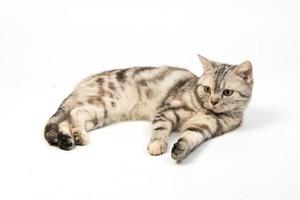 gato americano de pelo corto sobre fondo blanco foto