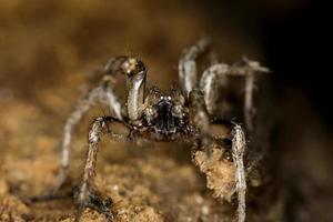 araña en la naturaleza foto