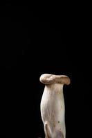 close up mushroom on black background photo