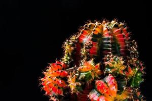 close up cactus on black background photo