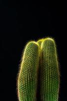 close up cactus on black background photo