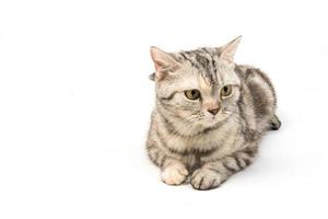 cat  American Shorthair on white background photo