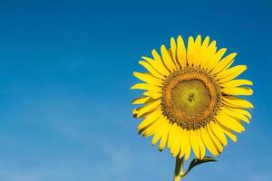 campo de florecimiento, paisaje de granja de girasoles foto