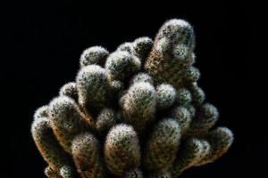 close up cactus on black background photo